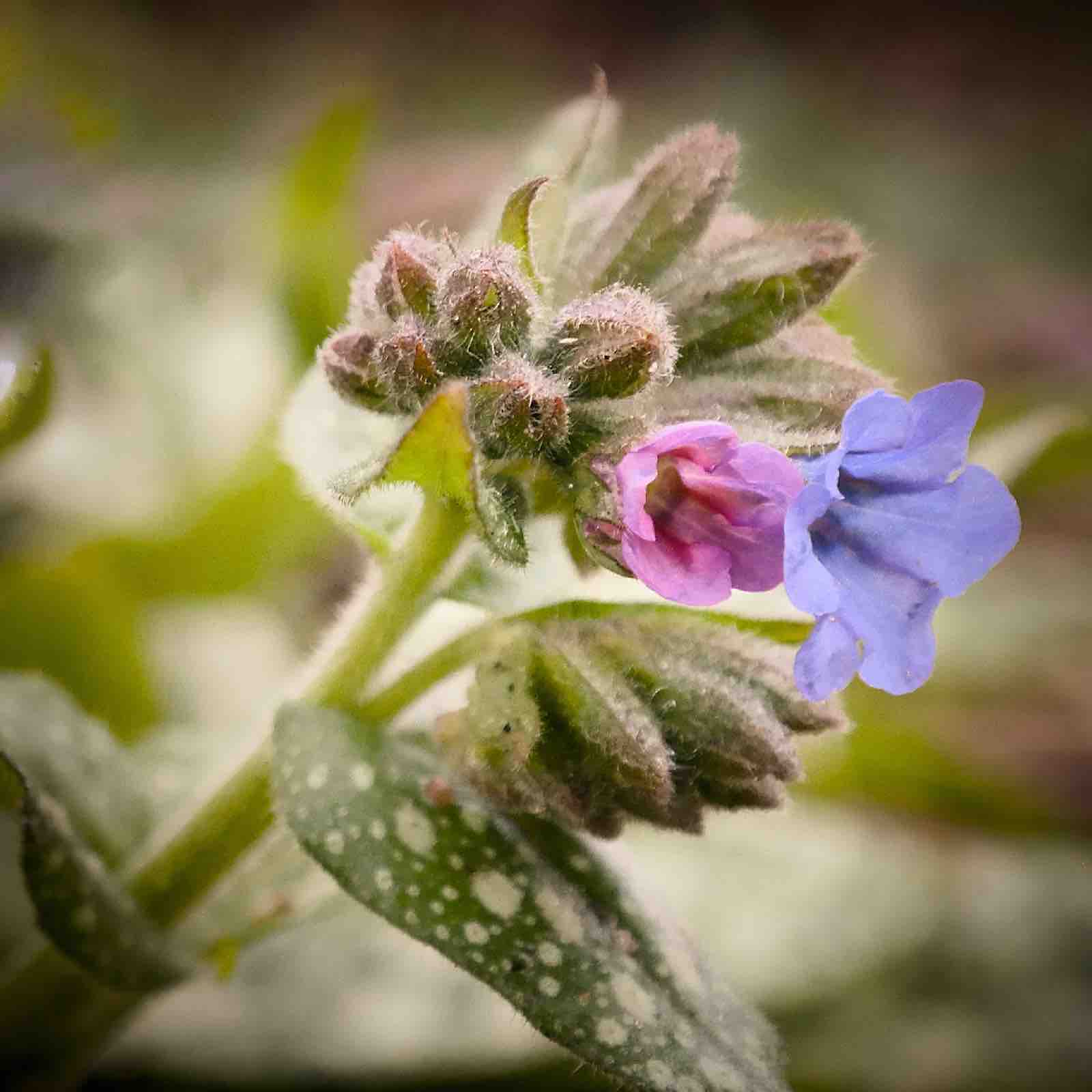 beeldenbos langkruid