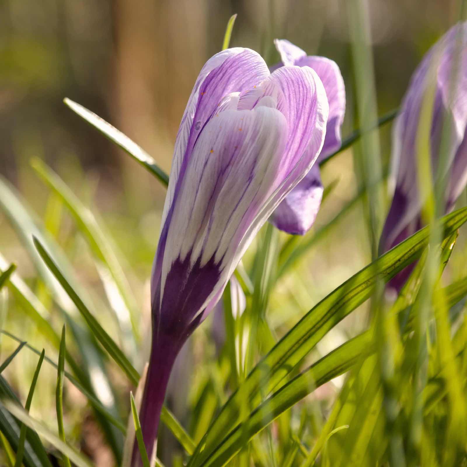 beeldenbos krokus april