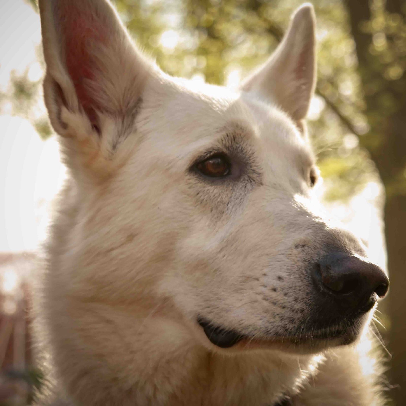 Beeldenbos - Kees