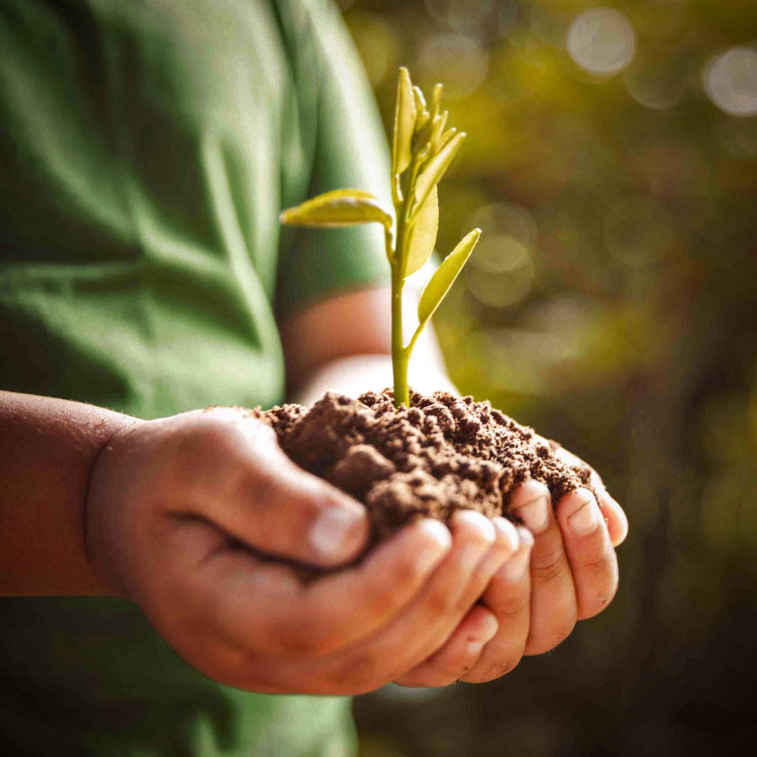 beeldenbos planten voor later environment In the hands of trees growing seedlings. hand holding tree on nature field