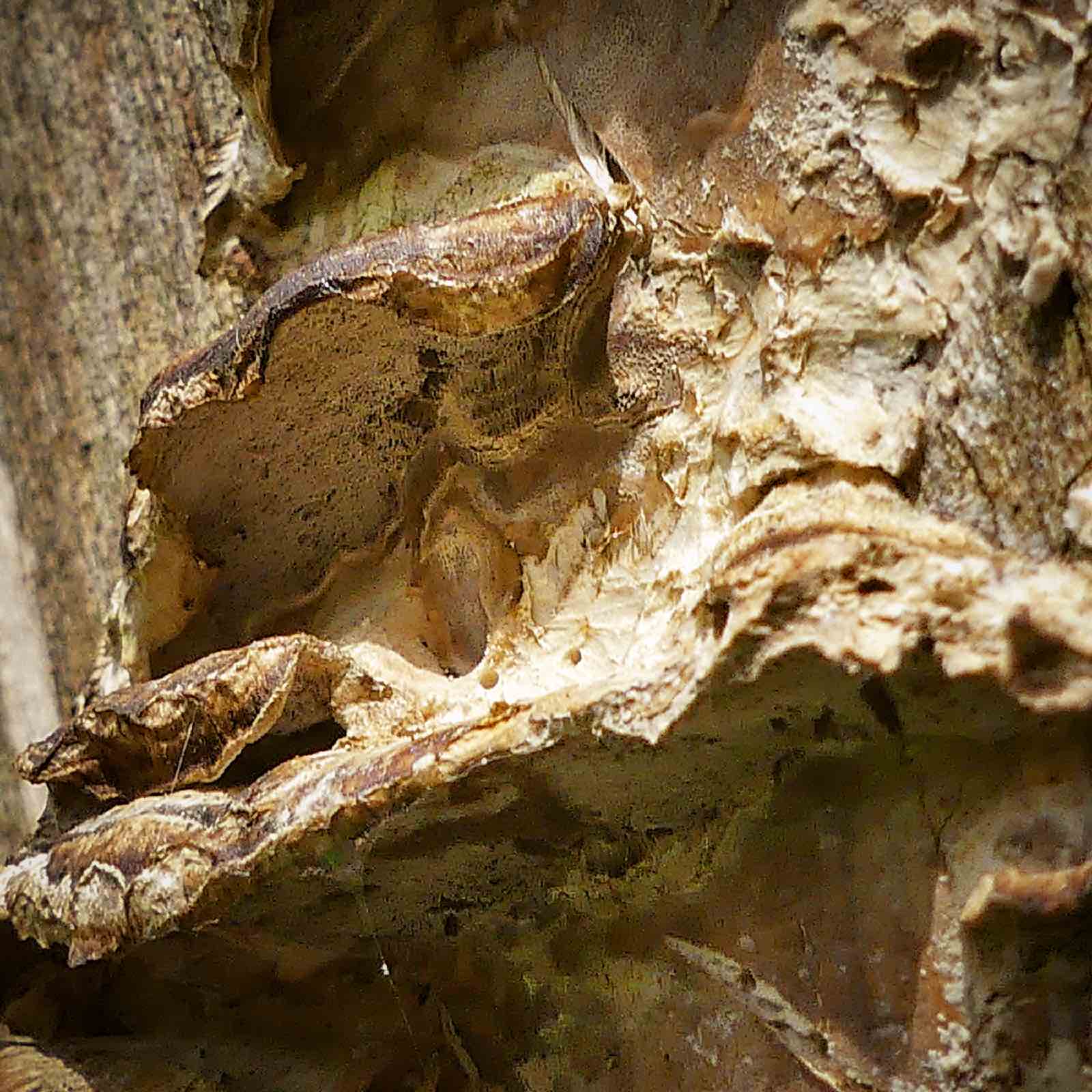 beeldenbos-dood hout leeft-schimmels