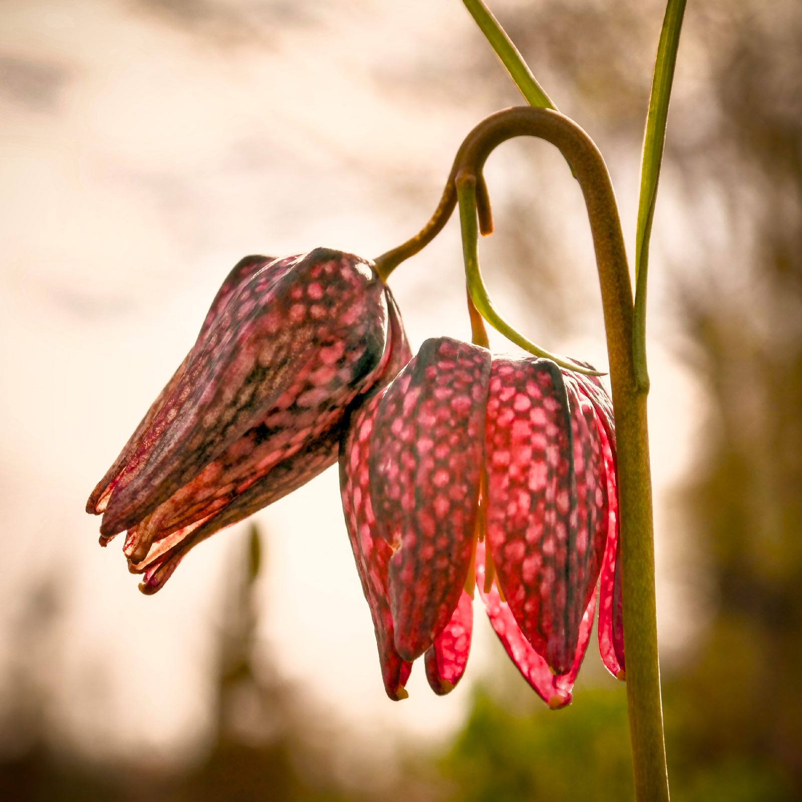 beeldenbos kievitsbloem zeldzaam